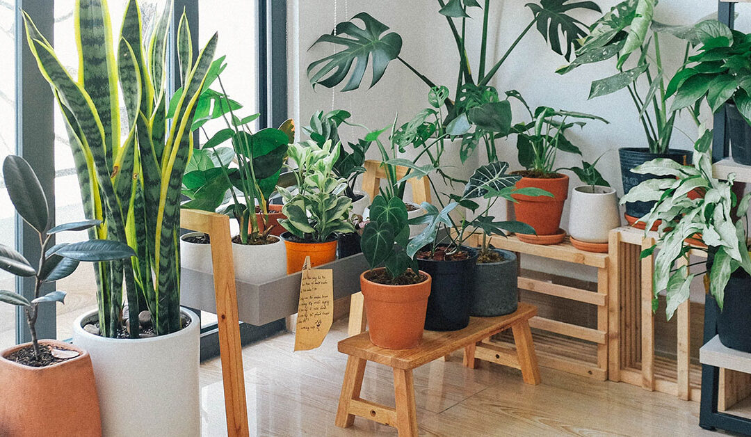 Why You Should Decorate Your Home With Houseplants | Eagle Construction & Remodeling