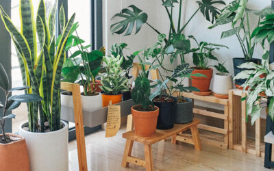 Why You Should Decorate Your Home With Houseplants